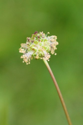Fleur de Pimprenelle