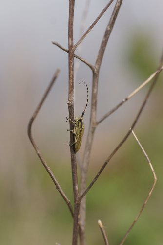 Agapanthia dahli