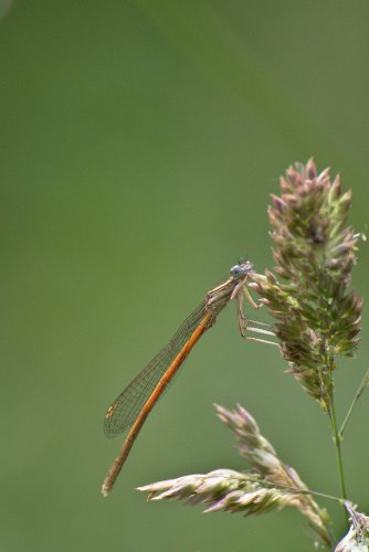 Agrion orangé Platycnemis acutipennis mâle