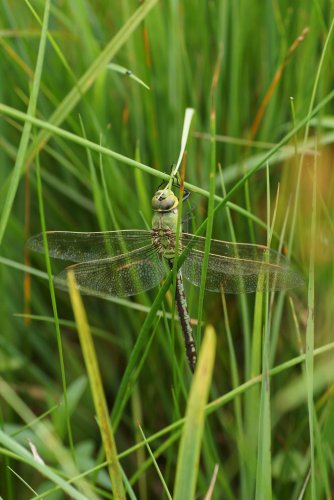 Anax imperator Anax empereurDSC07908