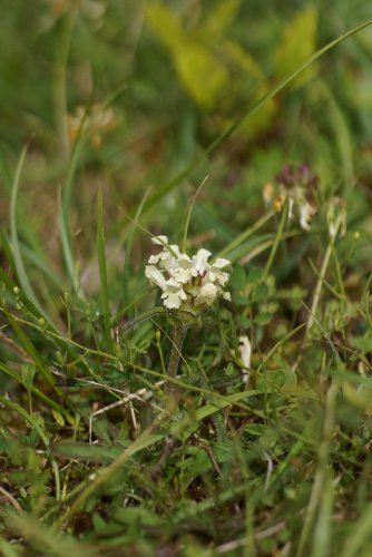 Brunelle blanche Prunella laciniata