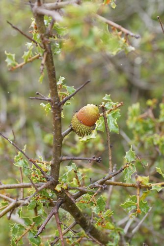 Chêne kermes Quercus coccifera et son gland