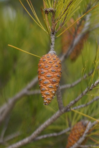 Cône de Pin maritime Pinus pinaster sous réserve