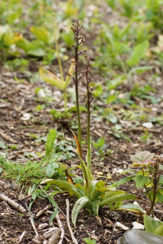 Dactylorhiza sp sous réserve