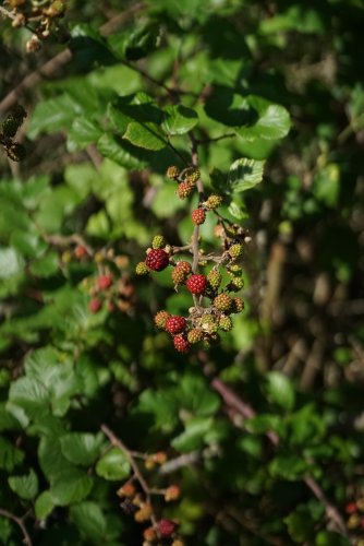 DSC09415