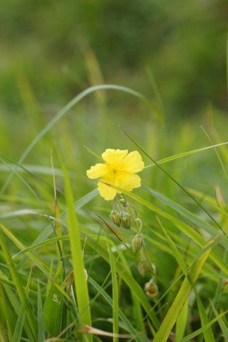 Elianthème numulaire