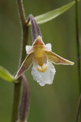 Epipactis sp DSC07886