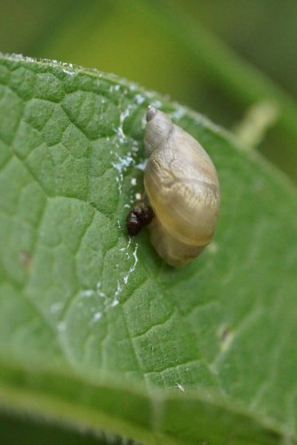 Escargot