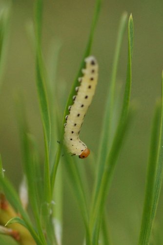 Fausse chenille de Tenthrède