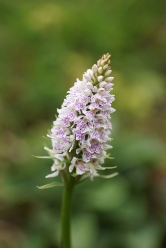 Fleur d Orchis mâle