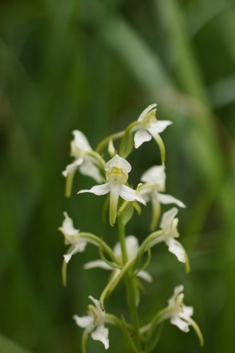 Fleur de Platanthère des montagnes