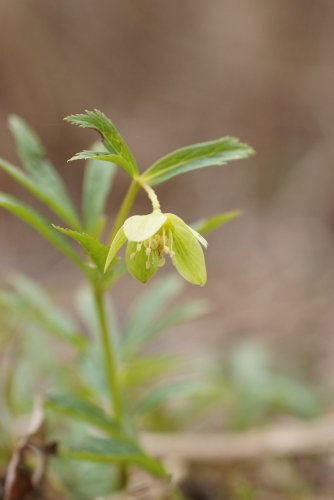 Hellebore sp