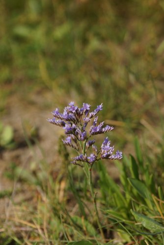 Lilas des mers