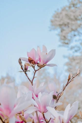 magnolia