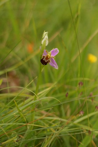 Ophrys abeille