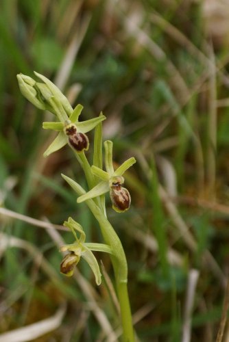 Ophrys sphegodes sous réserve 1