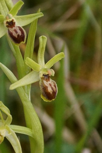 Ophrys sphegodes sous réserve 2