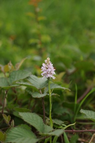 Orchis de Fucchs