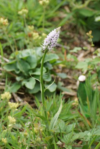 Orchis mâle