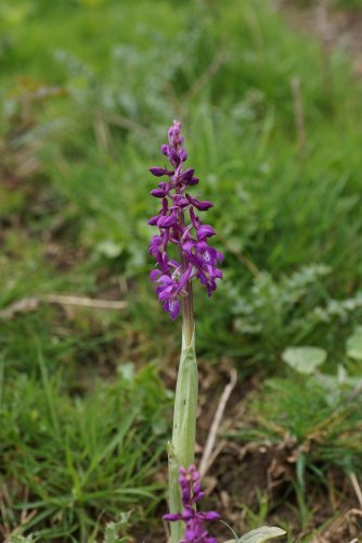 Orchis mascula