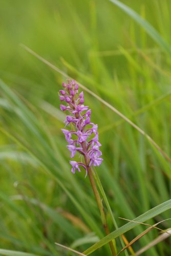 Orchis moucheron