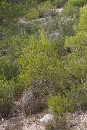 Pin maritime Pinus pinaster sous réserve