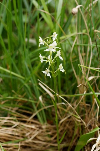 Platanthère des montagnes