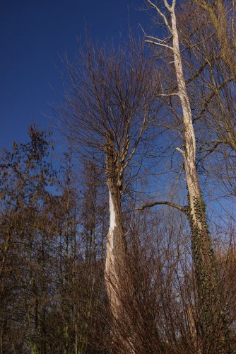 Saule téméraire