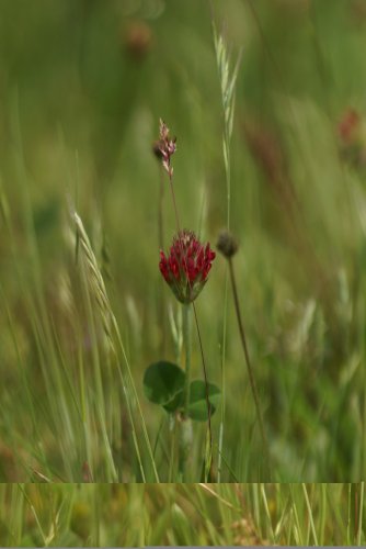 Trifolium rubens sous réserve 2