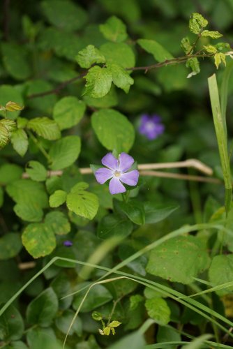 Vinca sp