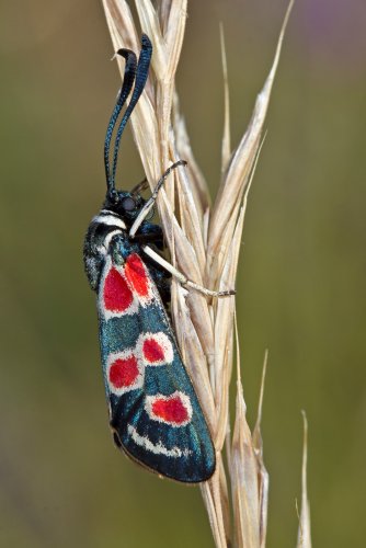 Zygaena occitanica 003