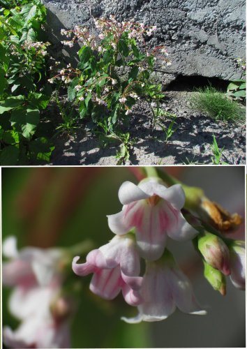 APOCYN À FEUILLES D ANDROSÈME 20160729 complet