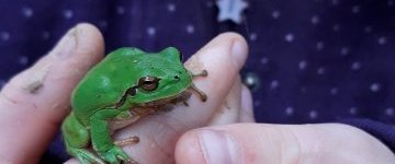 Rainette verte - grenouille arboricole