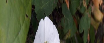 Liseron à Saint-Jean-de-Monts