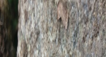 Mille pattes, myriapoda