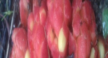 Cytinelle