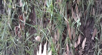 Feuille d'arbre