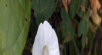 Liseron à Saint-Jean-de-Monts