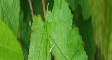 Chenille processionnaire, Thaumetopoea