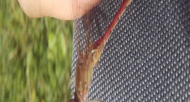 Sympétrum méridional, Sympetrum meridionale