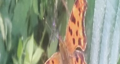 Robert le diable, Polygonia c-album