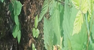 Robert le diable, Polygonia c-album
