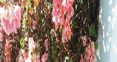 Le Bougainvillier