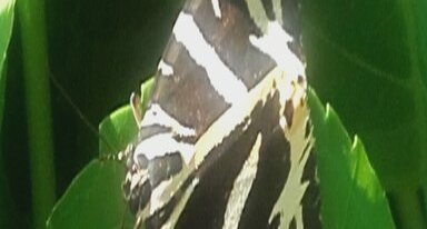 Ecaille chinée, Euplagia quadripunctaria