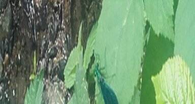 Caloptéryx vierge, Calopteryx virgo