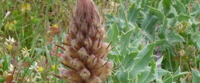 Orobanche du panicaut (orobanche améthyste)