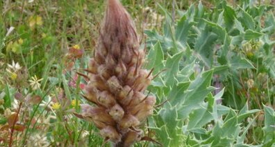 Orobanche du panicaut (orobanche améthyste)