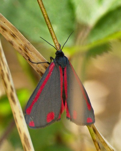 Ecaille du séneçon Tyria jacobaeae