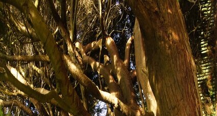 L'intérieur du Cyprès de Californie