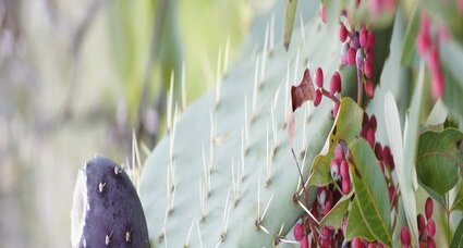 Bouquet provençal